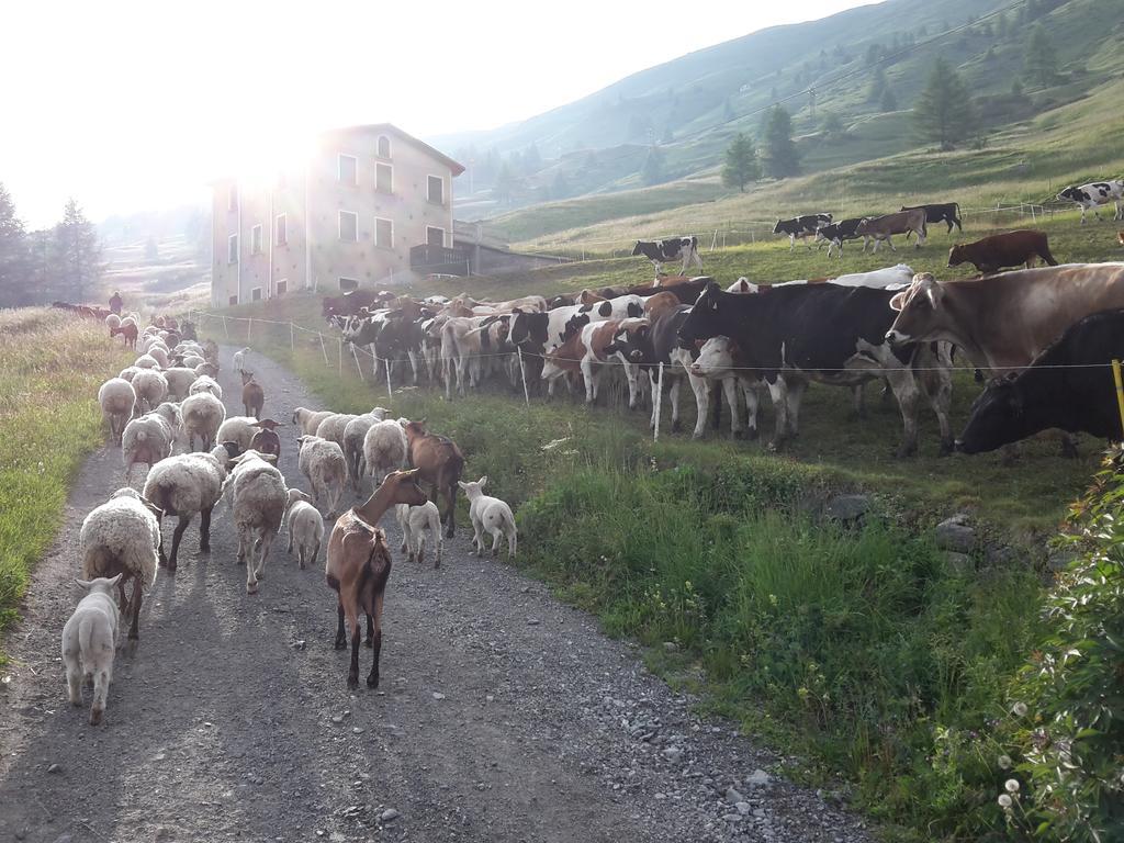 Agriturismo Raethia Isolaccia Exterior photo
